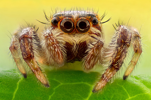 Salticids are a family of small araneomorph aranids commonly known as jumping spiders. They have four pairs of eyes, with the middle pair being the largest. Macrophotography. Copy space