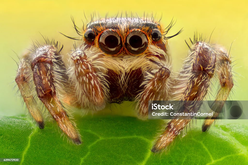 Extreme magnification - Jumping Spider Extreme closeup of a Jumping Spider Spider Stock Photo