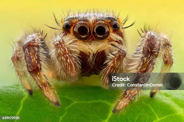Extreme Magnification Jumping Spider Stock Photo - Download Image Now - Spider, Insect, Jumping Spider
