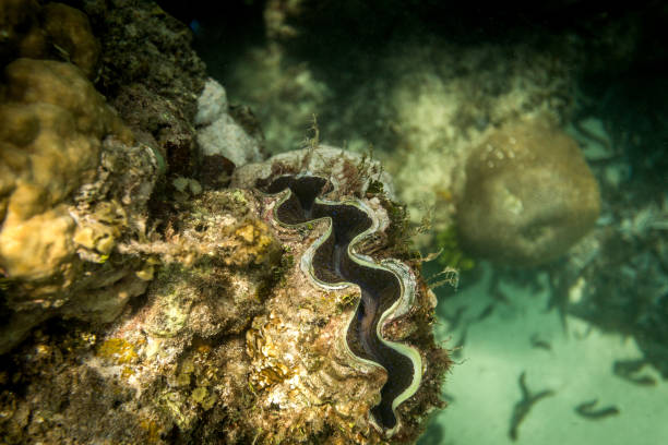 istock Beautiful underwater shell of mollusk 639473318