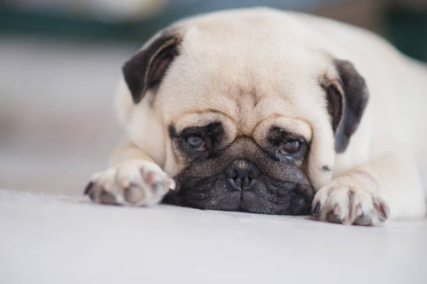 istock lovely lonely white fat cute pug dog 639475684