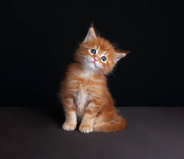 istock Playful adorable red solid maine coon kitten sitting 639475762