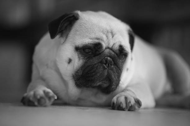 lovely lonely white fat cute pug dog - dog overweight pleading begging imagens e fotografias de stock