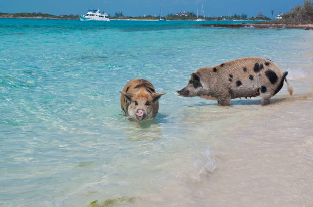 istock Swimming Island Pigs 639475848