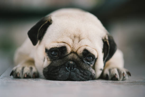 istock lovely lonely white fat cute pug dog 639475972