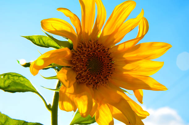 istock Sunflower on the sky in the summer 639476138