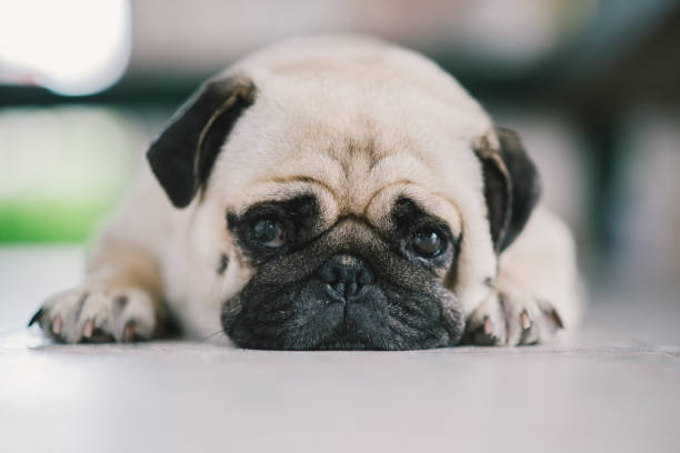 istock lovely lonely white fat cute pug dog 639476174