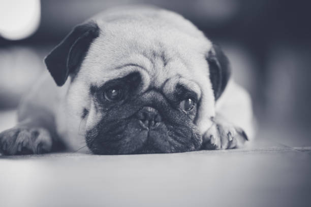 istock lovely lonely white fat cute pug dog 639476268