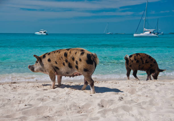 istock Island Pigs 639476642