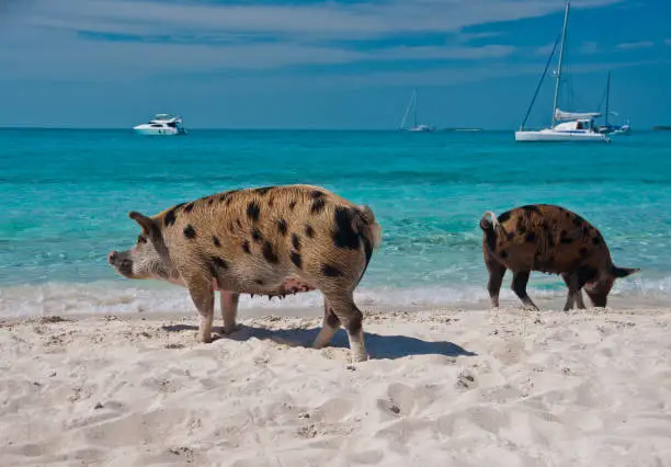 Wild pigs on Big Majors Island in The Bahamas, lounging and walking around in the sand and ocean.  Sailboats and yachts anchored off the shore in the background