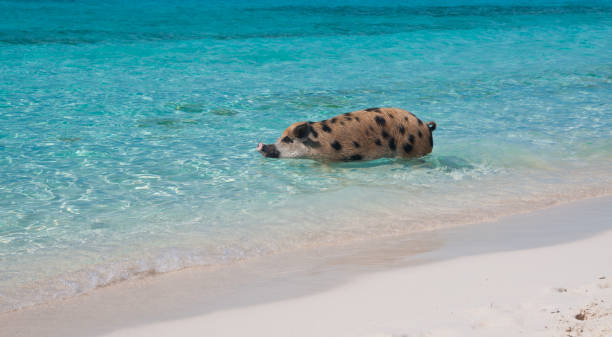 istock Swimming Island Pigs 639477040