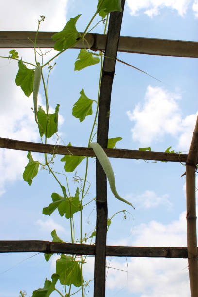 istock Luffa acutangula in bamboo dome 639477228
