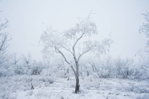 istock Winter trees in the snow 639477364