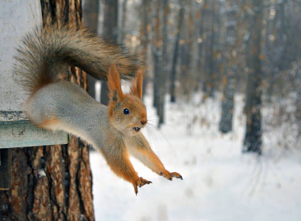 붉은 다람쥐가 나무에서 점프합니다. - squirrel softness wildlife horizontal 뉴스 사진 이미지