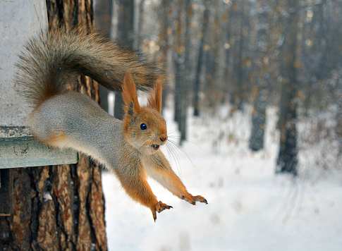 Red squirrel is standing on tree at forest.