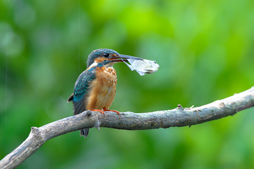 common kingfisher eat fish