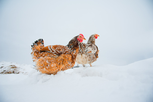 Beautiful bright chicken in snow winter day