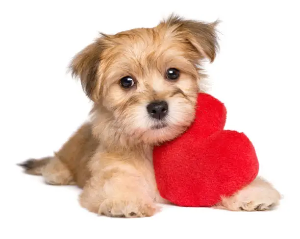 Lover Valentine Havanese puppy dog lying with a red heart, isolated on white background