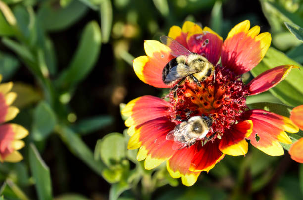 due bombi su fiori di coperta goblin indiani multicolori - gaillardia pulchella foto e immagini stock