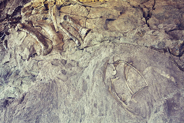 istock Dinosaur skeletons in Dinosaur National Monument. 639479760