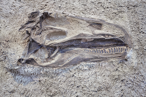 Dinosaur skull in Dinosaur National Monument, Utah, USA.