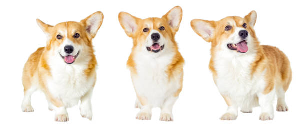 istock dog on a white background 639481298