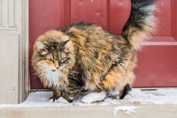 Angry calico maine coon cat with green eyes meowing standing Angry calico maine coon cat with green eyes meowing standing outside by red door with snow philomachus pugnax stock pictures, royalty-free photos & images