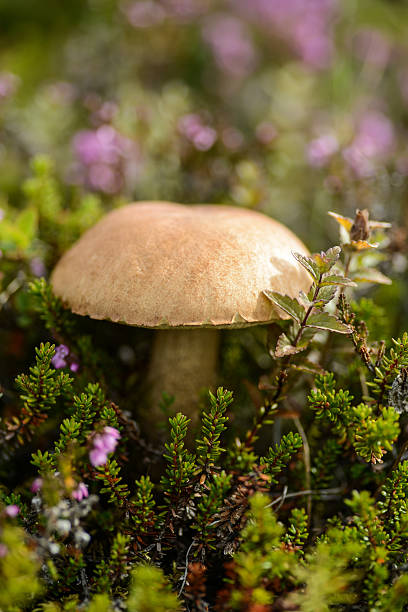 boletus mushrooms in pagan