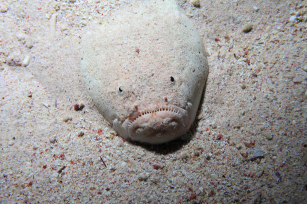 Dollfuss stargazer fish Dollfuss stargazer fish (Uranoscopus dollfusi) on sandy bottom of the red sea stargazer fish stock pictures, royalty-free photos & images