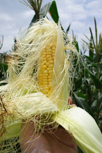 istock fresh maize corn in the farm 639482286