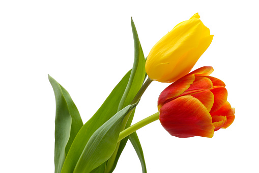 Bouquet from two tulips: yellow and red.