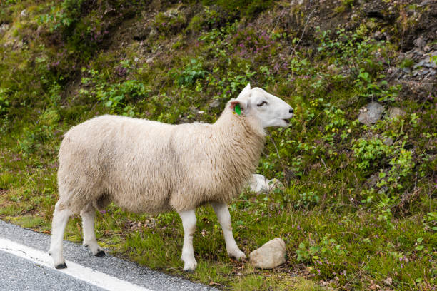istock Sheep on the loose 639483820