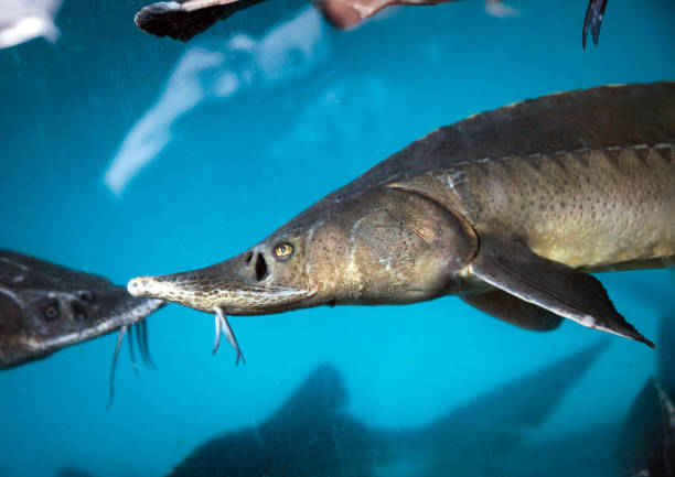 istock Sturgeon underwater in the aquarium 639484726