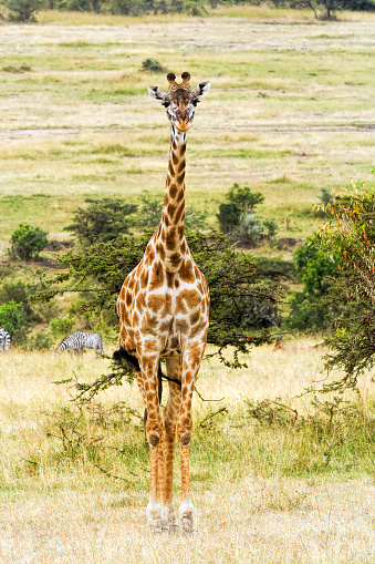 Giraffe and Zebras at Kenya