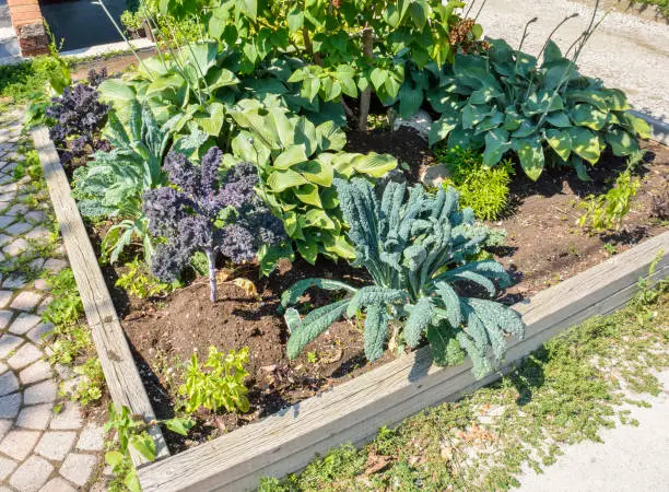 Landscaped vegetable garden with kale growing in a city during summer