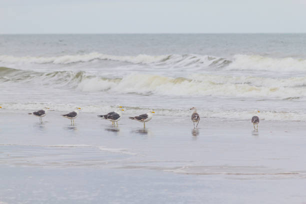 istock Seagulls in Cassino beach 639486264