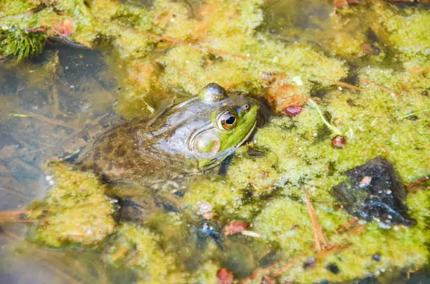 Large green toad frog sitting in dirty pond