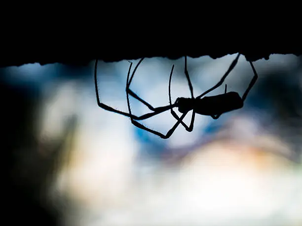 Spider silhouette