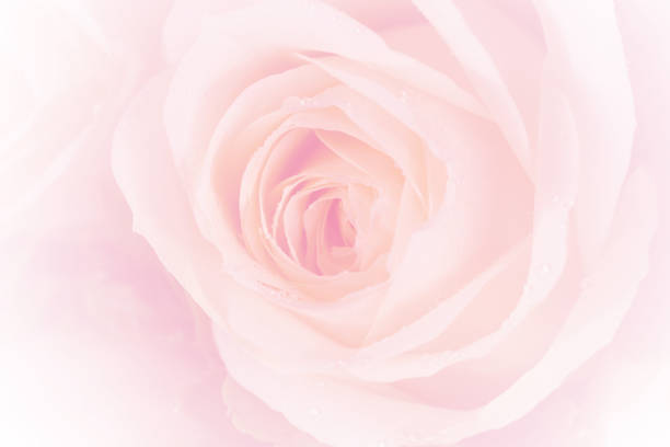istock closeup colorful rose 639487218