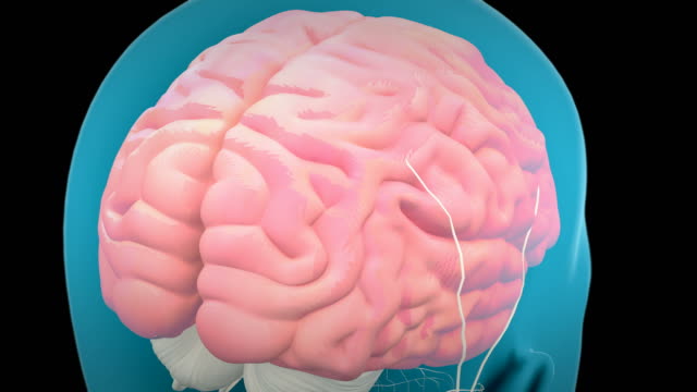 Human hypothalamus, nervous system, 4K. ultra HD