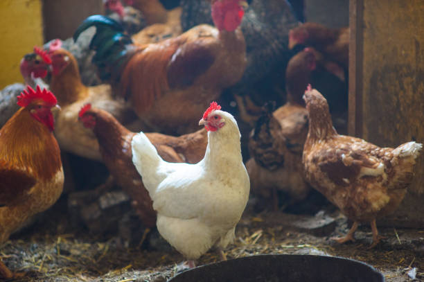 istock chickens in the coop 639490108