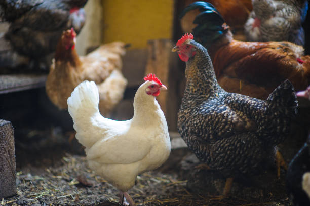 istock chickens in the coop 639490156