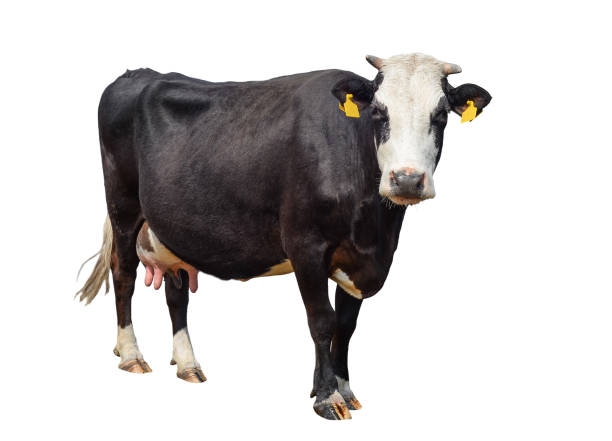 Funny cute cow isolated on white