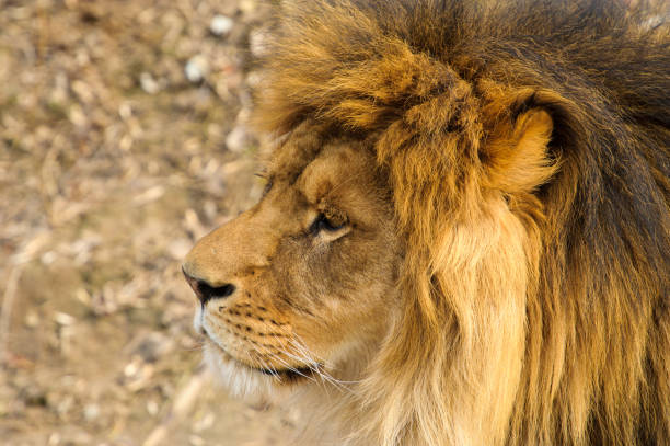 istock Beautiful Mighty Lion 639491894