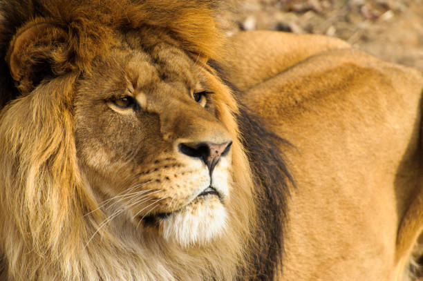 istock Beautiful Mighty Lion 639492160