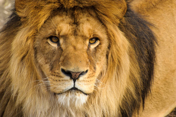 istock Beautiful Mighty Lion 639492360