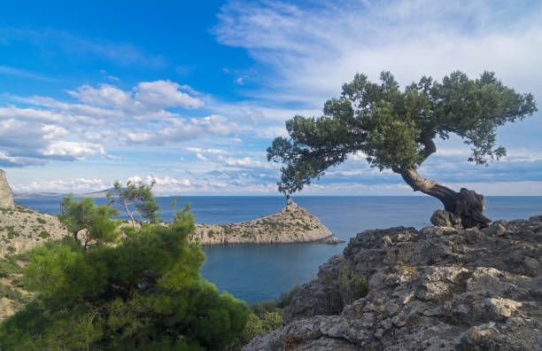 istock Relict juniper tree on a cliff above the sea. Crimea. 639492870