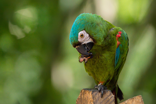 Chestnut-fronted or severe macaw known as Ara severus in nature