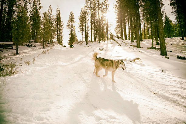 husky running in the forest