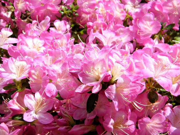 istock Arlington Cemetery Sakura Blossoms 2010 639496238